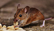 24 Hour & Emergency Exterminators in Nantucket, MA